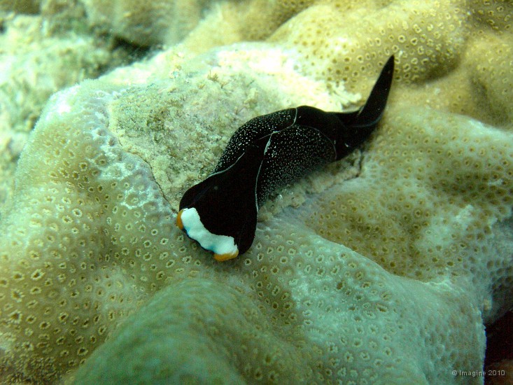 62- Chelidonura inornata mesure 4,5cm environ - Ilot Mato.JPG